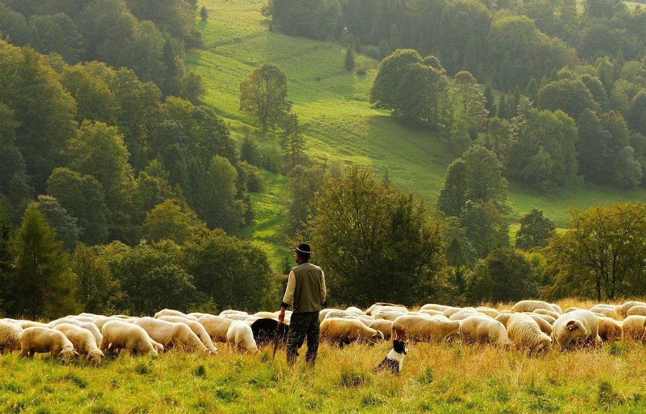 Angajez cioban salariu 3000 lei, Comarnic - Prahova - imagine 1 - popic.ro