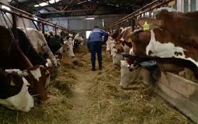 Ingrijitor animale sau familie/cioban, Sibiu - Sibiu - imagine 1 - popic.ro