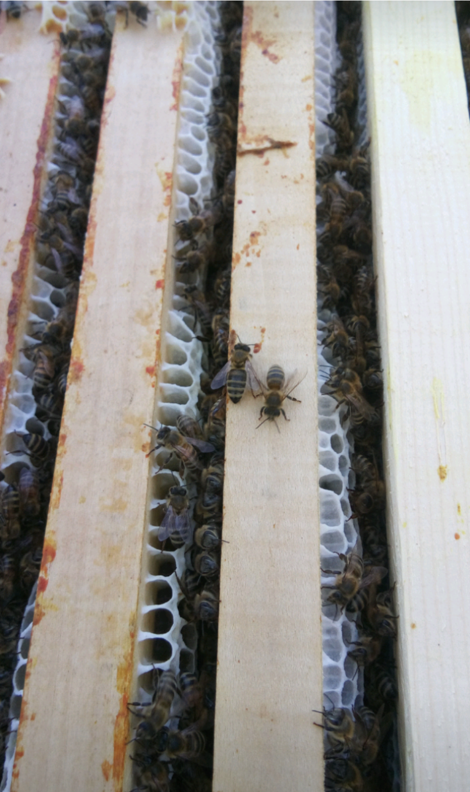 Vand/lichidez stupină, Ciupercenii Noi - Dolj - imagine 1 - popic.ro