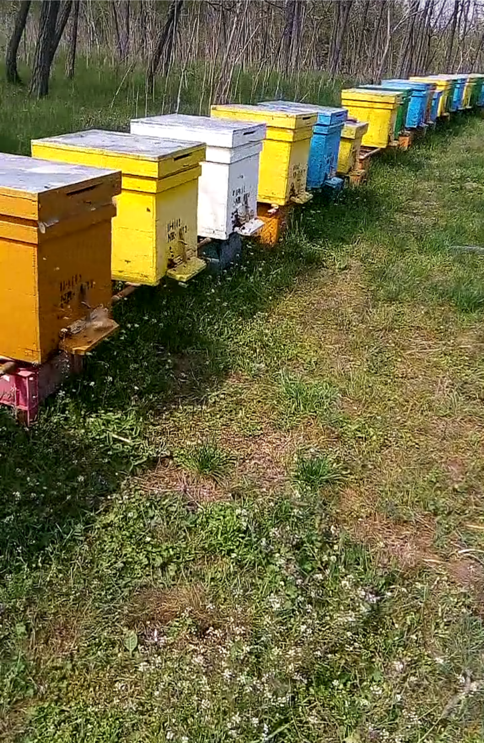 Vand/lichidez stupină, Ciupercenii Noi - Dolj - imagine 2 - popic.ro