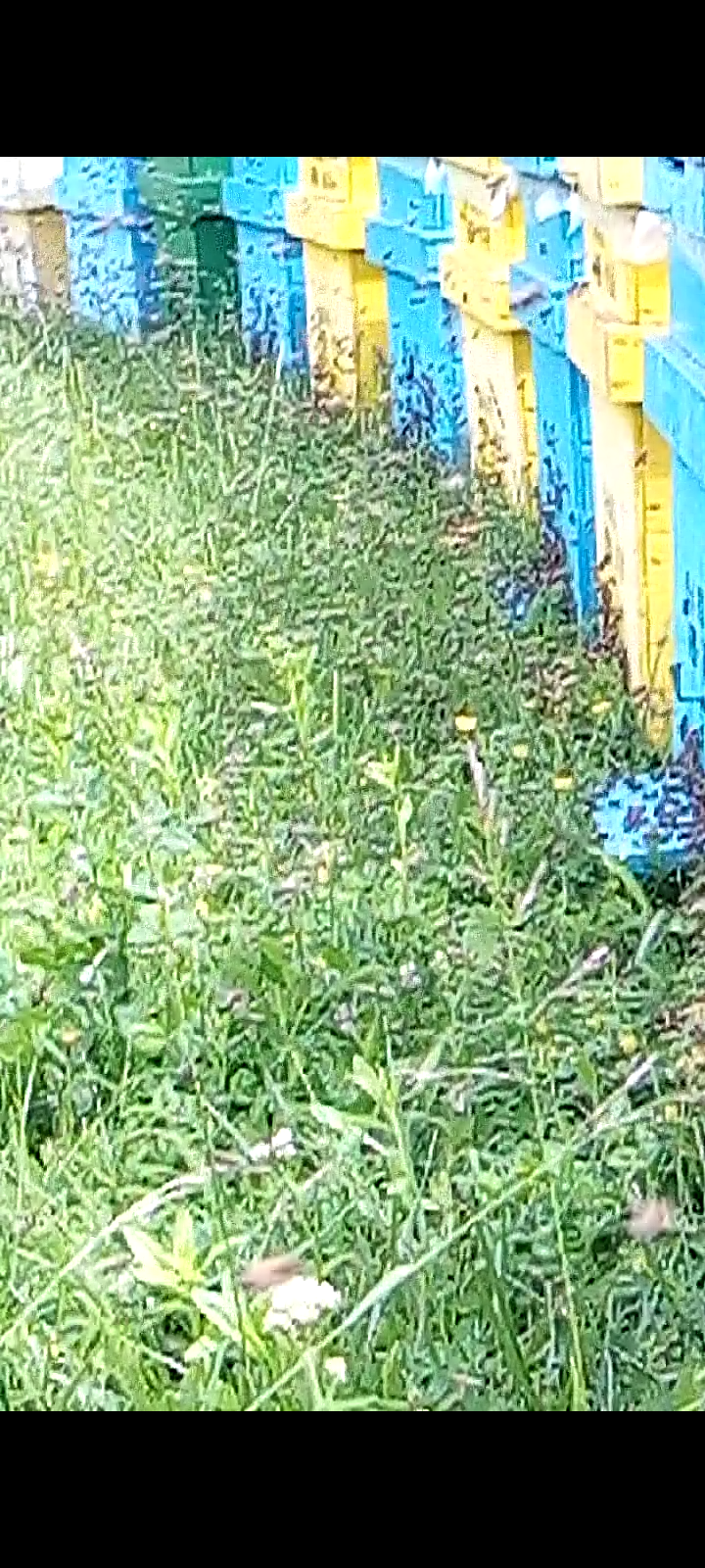 Vand/lichidez stupină, Ciupercenii Noi - Dolj - imagine 3 - popic.ro