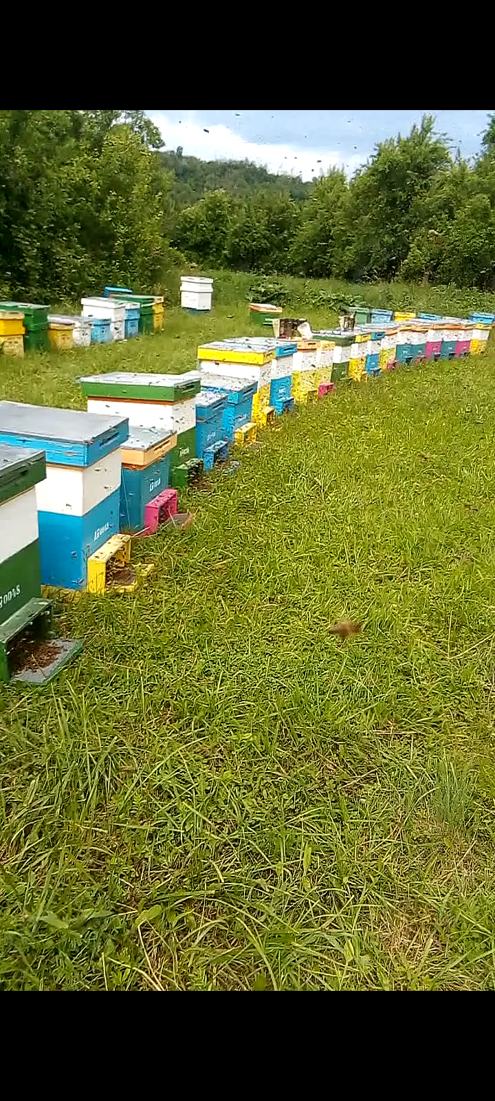 Vand/lichidez stupină, Ciupercenii Noi - Dolj - imagine 4 - popic.ro