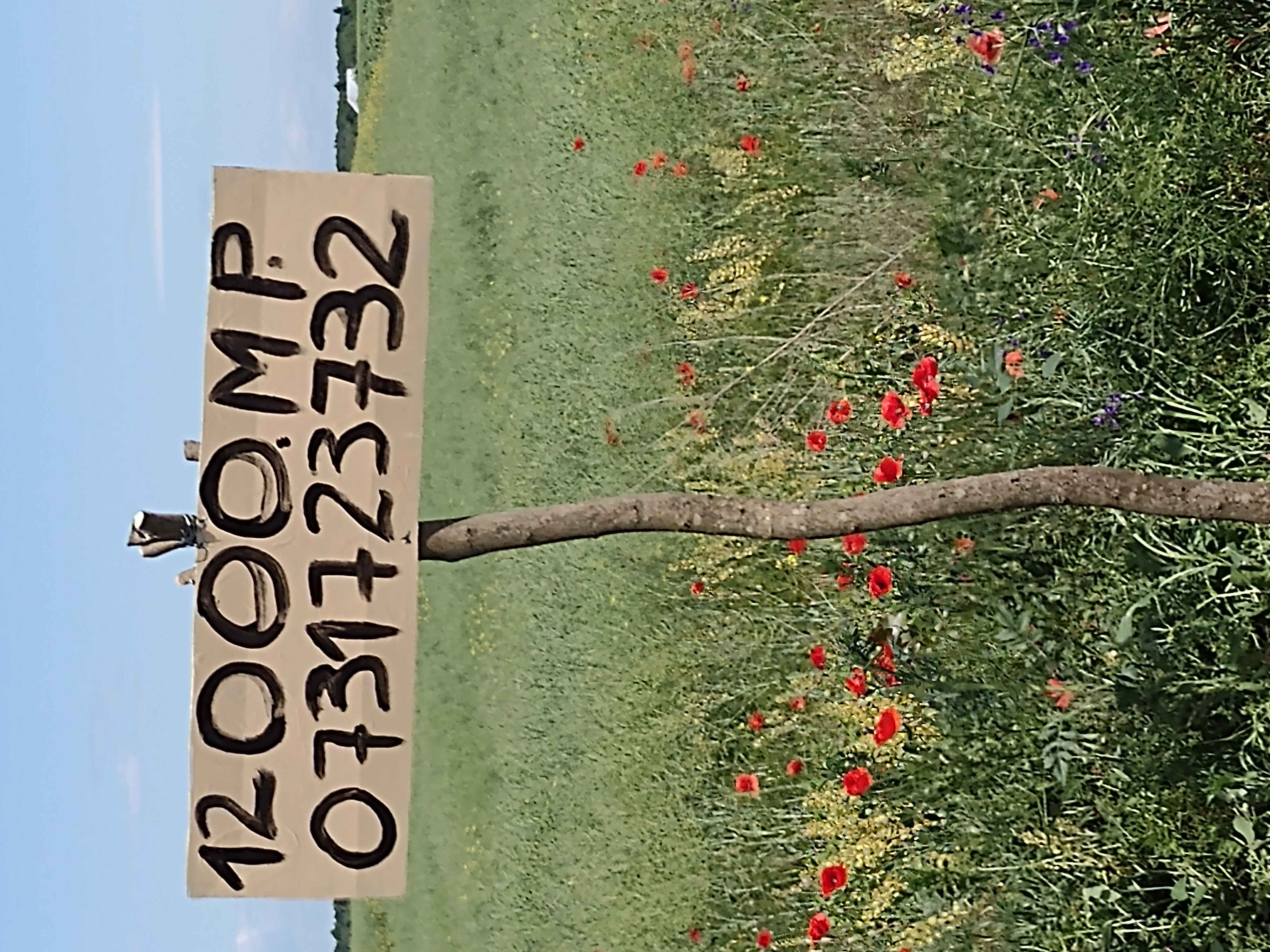 Teren Caldarusani Gradistea intravilan 12000mp, Grădiștea - Ilfov - imagine 1 - popic.ro