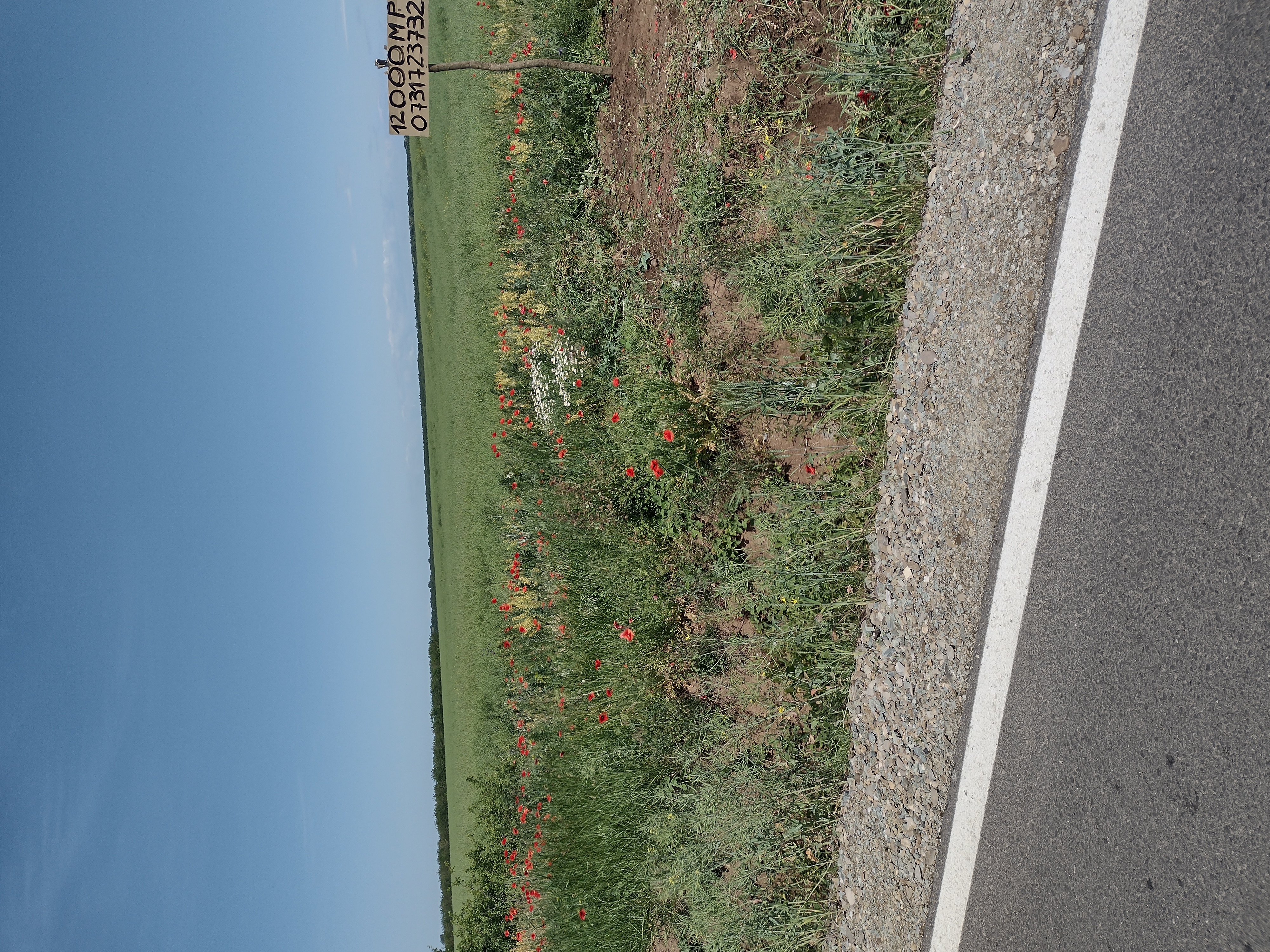 Teren Caldarusani Gradistea intravilan 12000mp, Grădiștea - Ilfov - imagine 3 - popic.ro