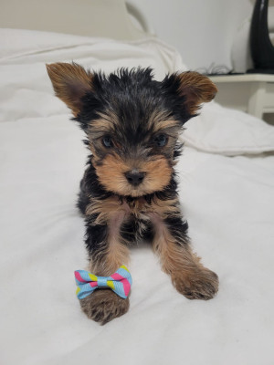 Yorkshire terrier, Sibiu - Sibiu - imagine 1 - popic.ro