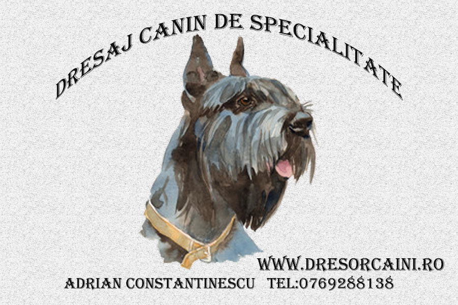 Dresaj canin, Sector 1 - Bucuresti - imagine 1 - popic.ro