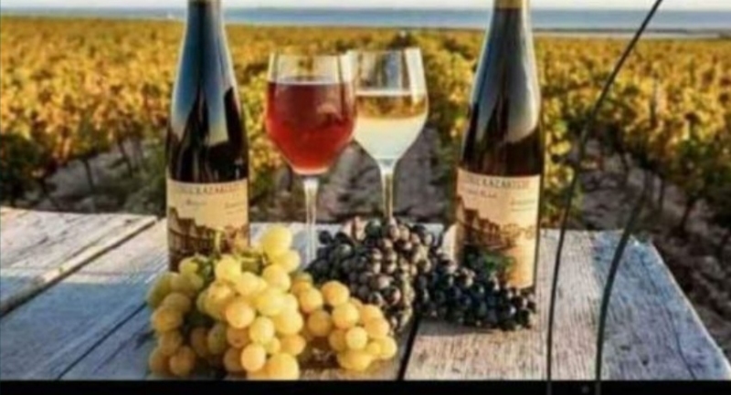 Struguri de vin producție 2023, Pașcani - Iasi - imagine 1 - popic.ro