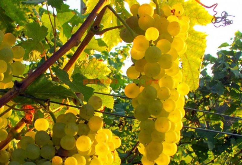 Struguri de vin producție 2023, Pașcani - Iasi - imagine 2 - popic.ro