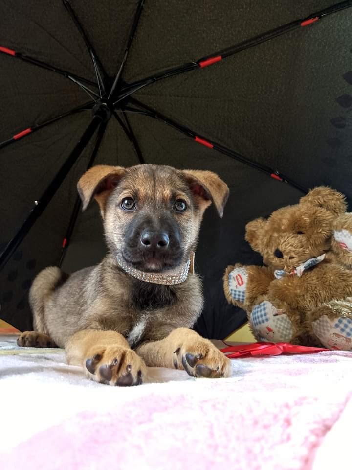 Căței pentru adoptie, Bacău - Bacau - imagine 1 - popic.ro