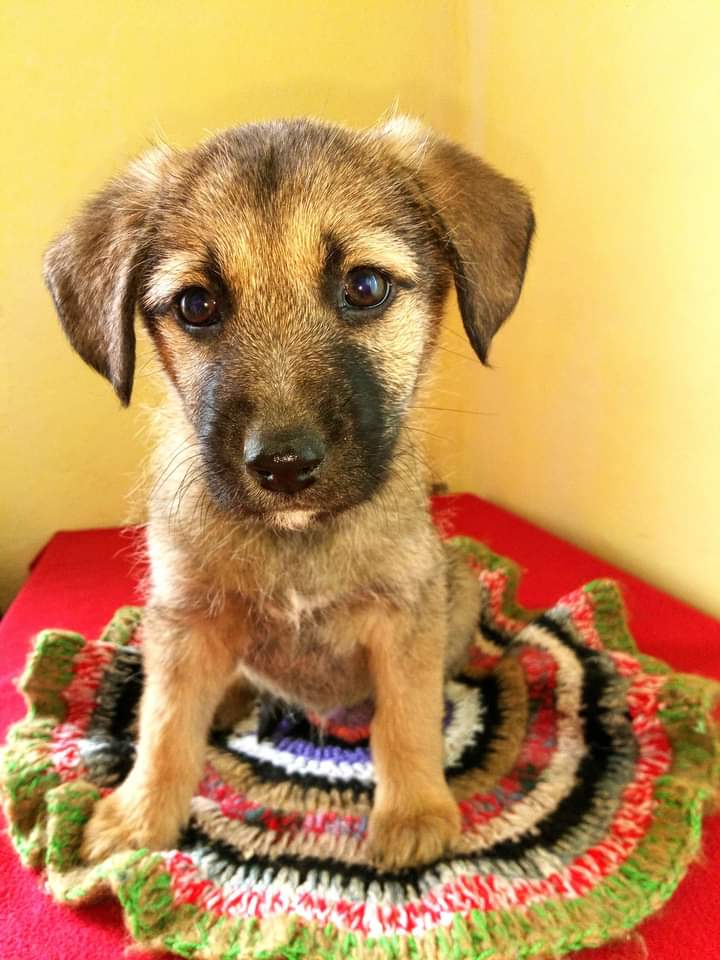 Căței pentru adoptie, Bacău - Bacau - imagine 3 - popic.ro
