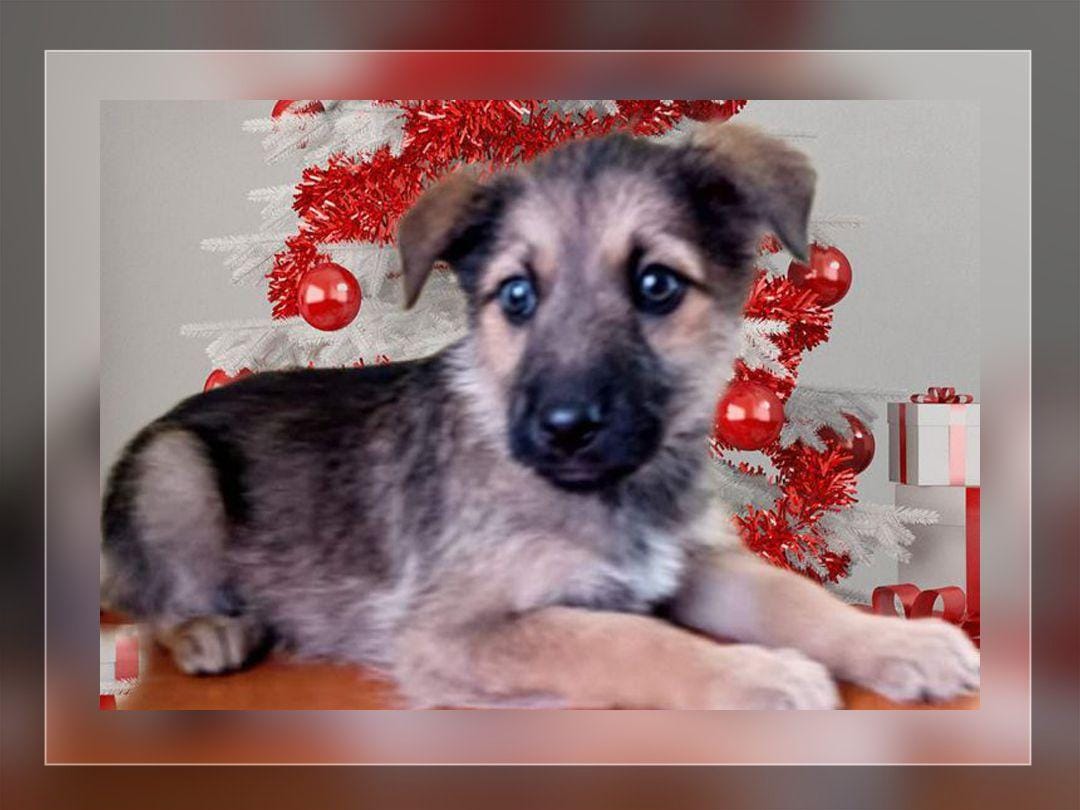 Căței pentru adoptie, Bacău - Bacau - imagine 4 - popic.ro