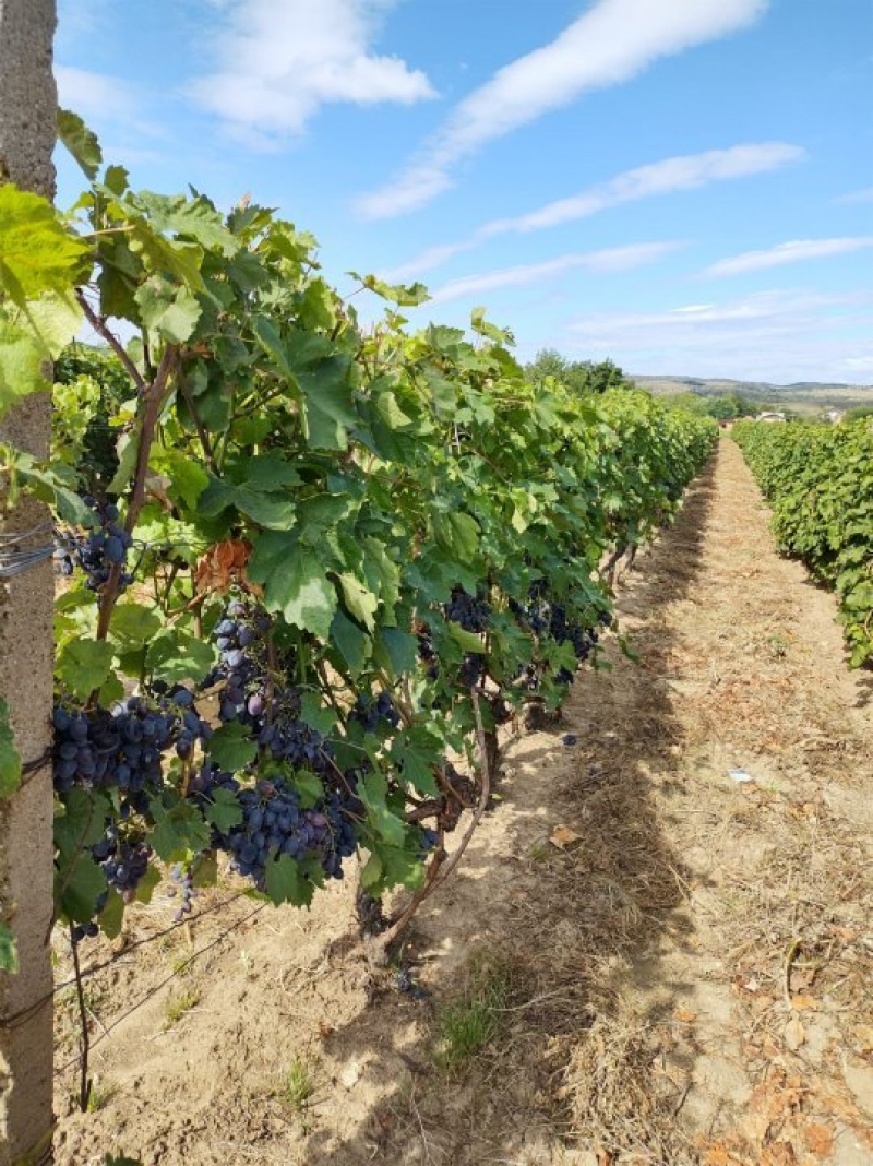 Vand microferma viticola si vin diverse soiuri, Buzău - Buzau - imagine 3 - popic.ro