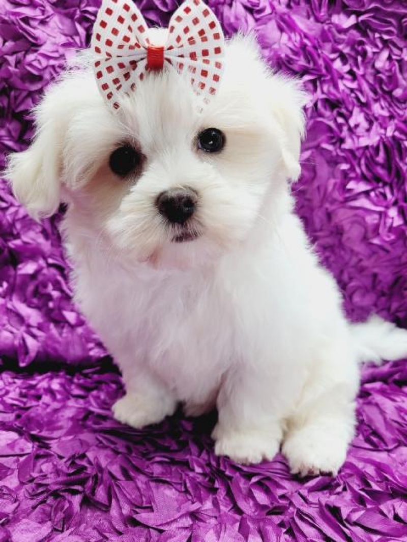 Bichon maltesse albi 2 luni, Sector 1 - Bucuresti - imagine 1 - popic.ro
