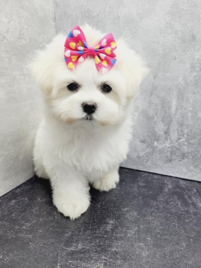 Bichon maltesse albi 2 luni, Sector 1 - Bucuresti - imagine 3 - popic.ro