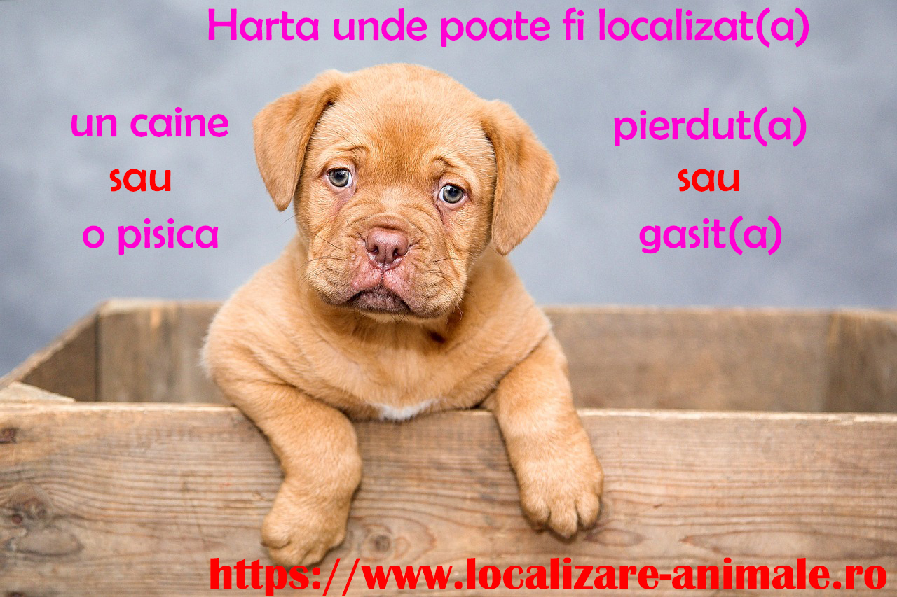 Localizeaza pisica pierduta sau un caine gasit pe harta nationala cu a, Sector 5 - Bucuresti - imagine 1 - popic.ro