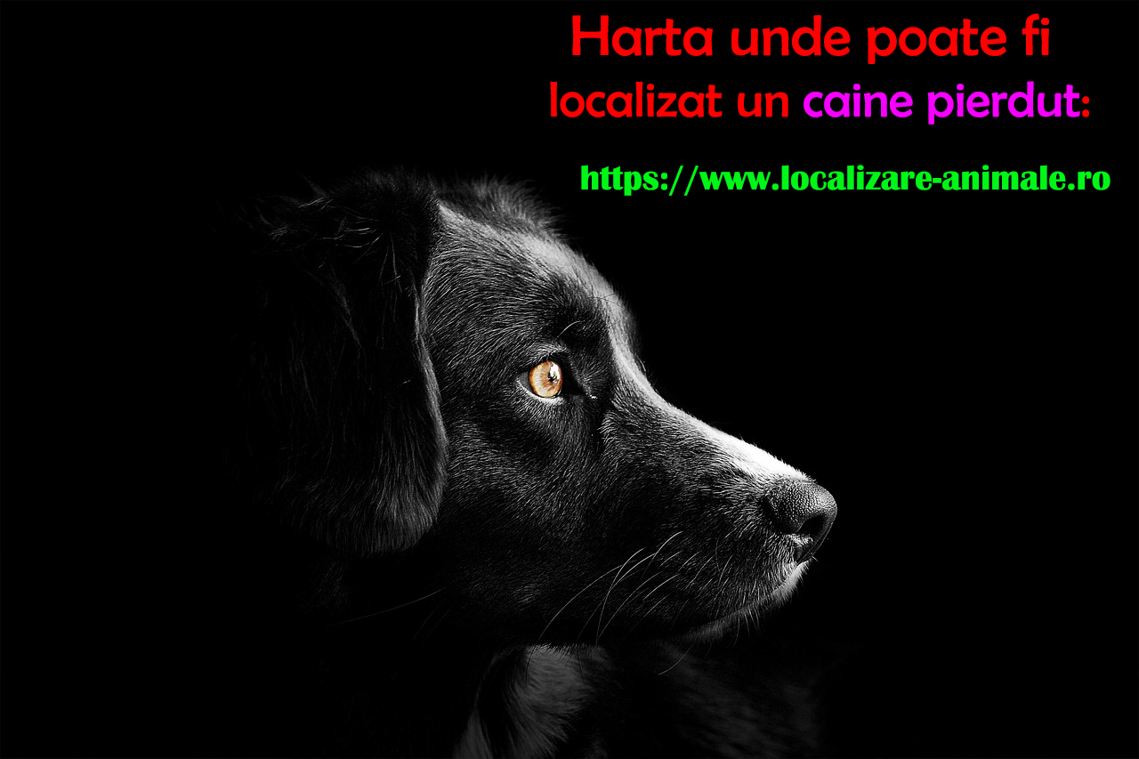 Localizeaza pisica pierduta sau un caine gasit pe harta nationala cu a, Sector 5 - Bucuresti - imagine 2 - popic.ro
