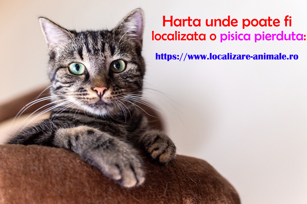 Localizeaza pisica pierduta sau un caine gasit pe harta nationala cu a, Sector 5 - Bucuresti - imagine 4 - popic.ro