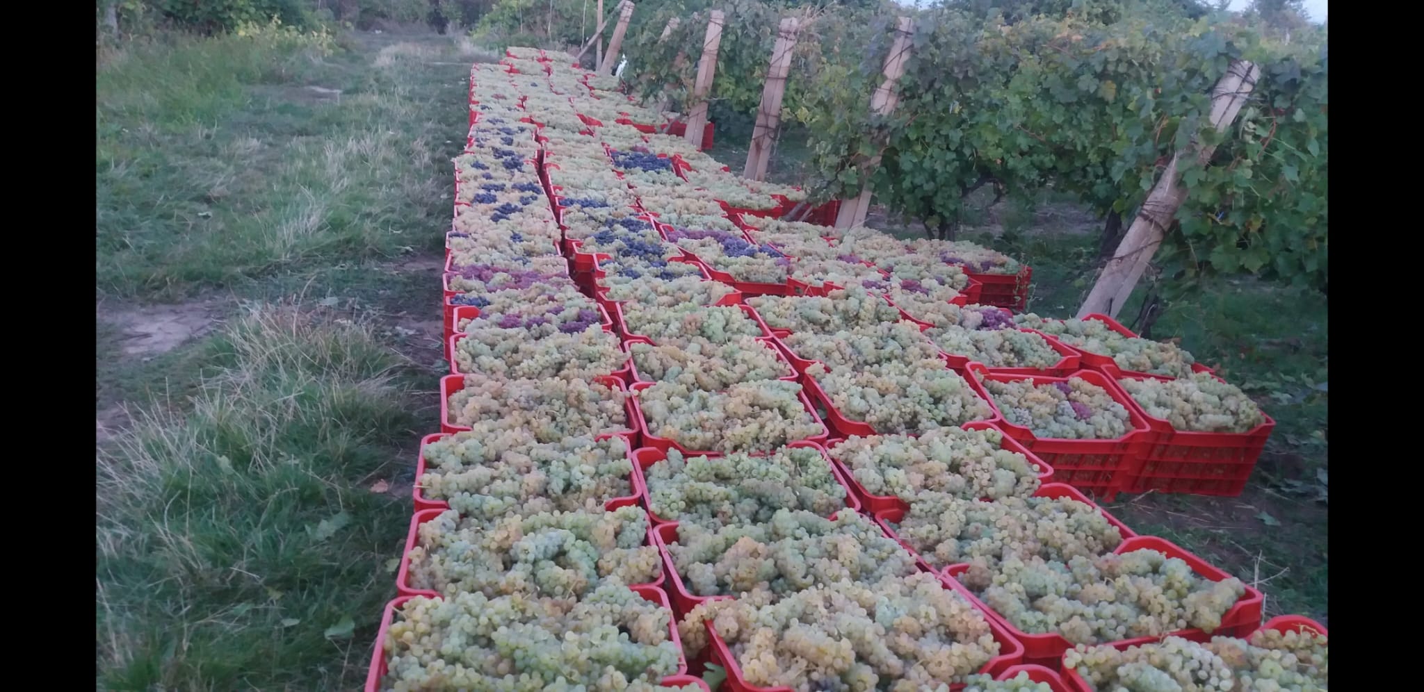 Struguri de Vin Premium  Productie 2025 - Calitate din Vrancea, Otopeni - Ilfov - imagine 1 - popic.ro