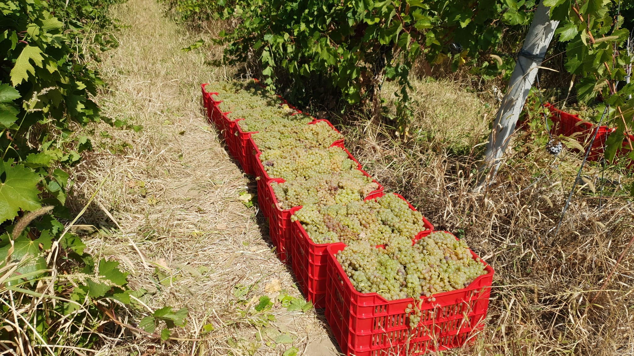 Struguri de Vin Premium  Productie 2025 - Calitate din Vrancea, Otopeni - Ilfov - imagine 2 - popic.ro