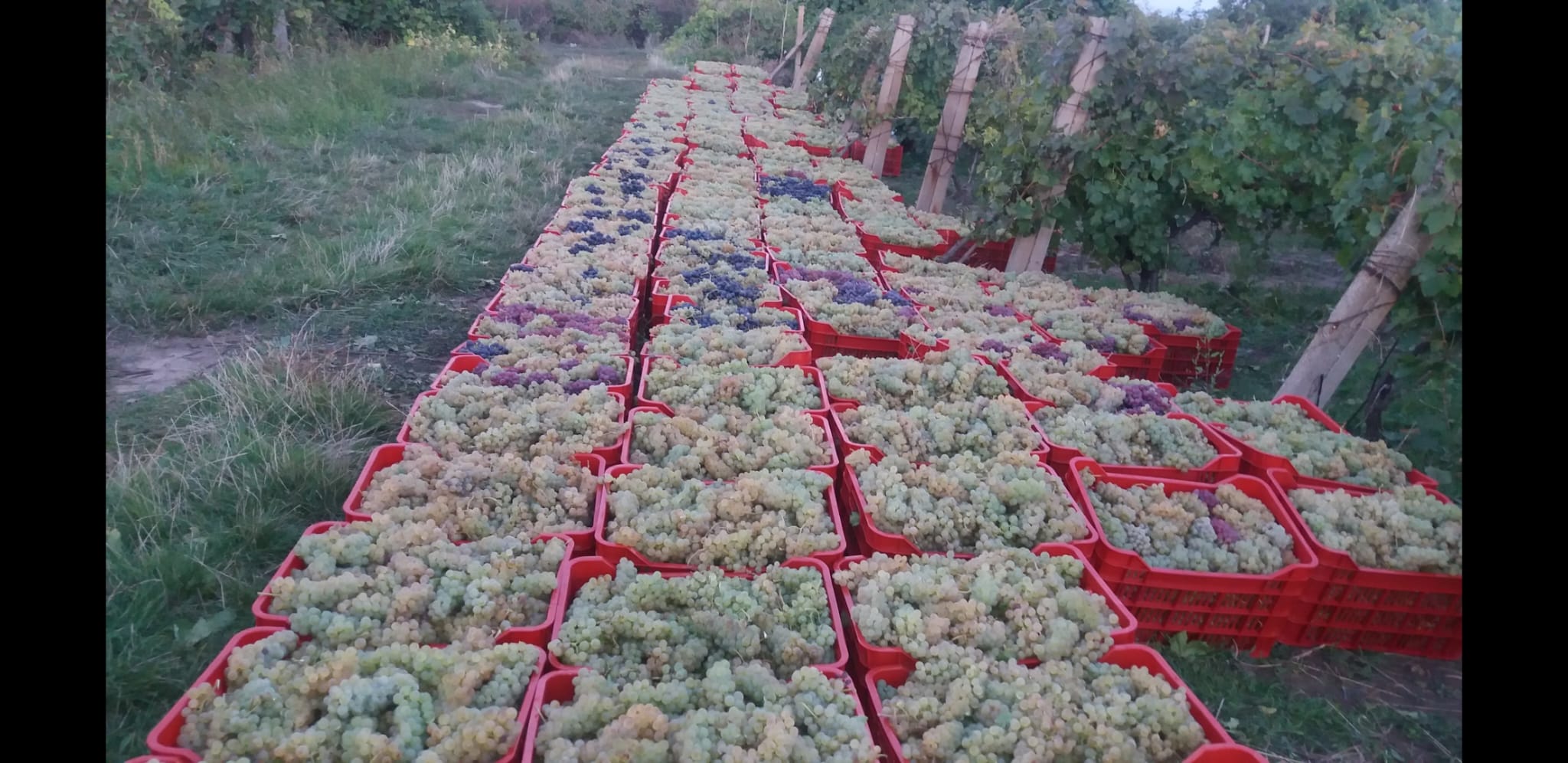 Struguri de Vin Premium  Productie 2025 - Calitate din Vrancea, Otopeni - Ilfov - imagine 3 - popic.ro