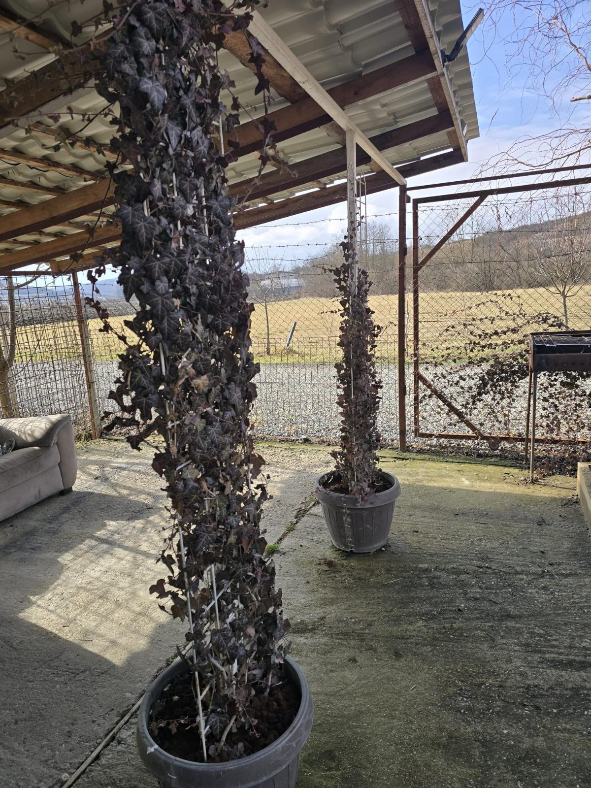 Proprietate cu potential investitional – hala productie + sera moderna, Blăjenii de Jos - Bistrita-Nasaud - imagine 2 - popic.ro