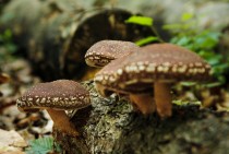 Oferim spre vanzare ciuperci uscate Shiitake bio, Rovina (Bucureșci) - Hunedoara