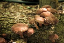 Oferim spre vanzare ciuperci uscate Shiitake bio, Rovina (Bucureșci) - Hunedoara