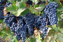 VAND STRUGURI MERLOT, Mizil - Prahova