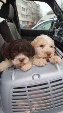 Vand pui lagotto romagnolo, Bacău - Bacau