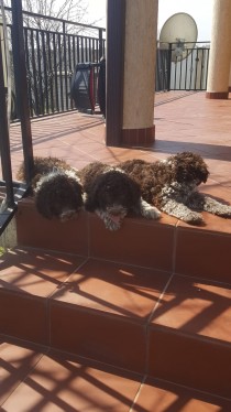 Vand catei lagotto, Bacău - Bacau