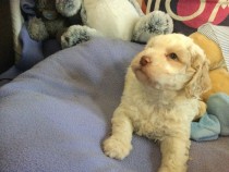 Vand catei lagotto, Bacău - Bacau