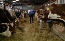 Ingrijitor animale sau familie/cioban, Sibiu - Sibiu