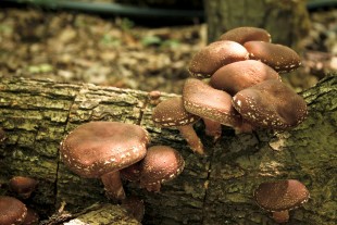 Producem si vindem ciuperca Shiitake ecologica, Rovina (Brănișca) - Hunedoara
