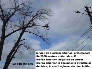 Toaletare / taiere arbori mari Ilfov Bucuresti cu si fara macara, Sector 1 - Bucuresti