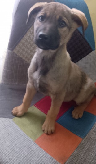 Căței pentru adoptie, Bacău - Bacau