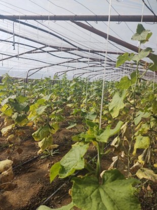 Vand microferma viticola si vin diverse soiuri, Buzău - Buzau