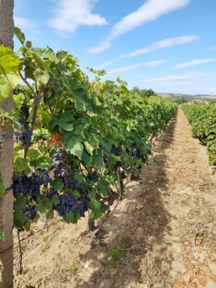 Vand microferma viticola si vin diverse soiuri, Buzău - Buzau