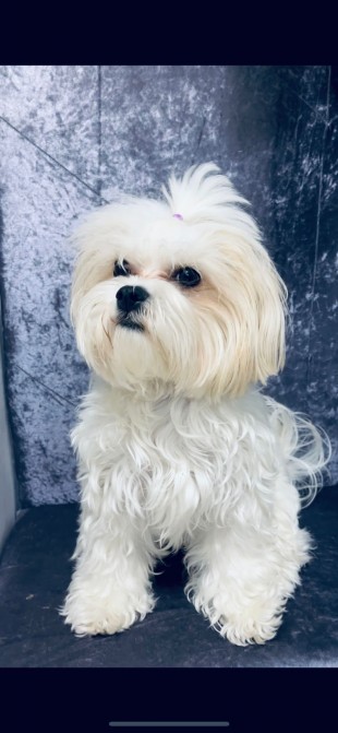 Bichon maltesse albi 2 luni, Sector 1 - Bucuresti