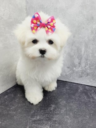 Bichon maltesse albi 2 luni, Sector 1 - Bucuresti