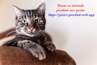 Harta nationala cu animalute pierdute si gasite, Sector 1 - Bucuresti