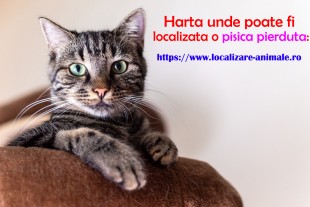 Localizeaza pisica pierduta sau un caine gasit pe harta nationala cu a, Sector 5 - Bucuresti