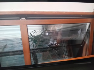 Bărbat bine dotat rezistent în pat ofer momente de neuitat dnelor, Snagov - Ilfov