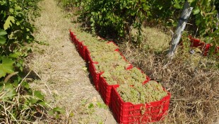 Produse Naturale pentru Vinificare - Struguri de Calitate din Vrancea, Pitești - Arges