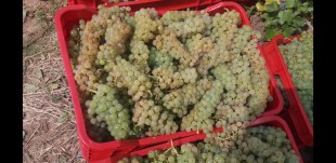 Produse Naturale pentru Vinificare - Struguri de Calitate din Vrancea, Pitești - Arges